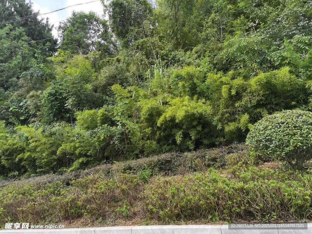茂密叢林中的綠意景致