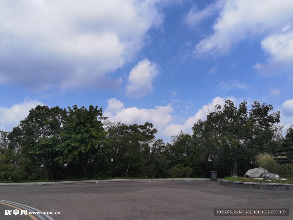 空曠道路旁的蔥郁樹木