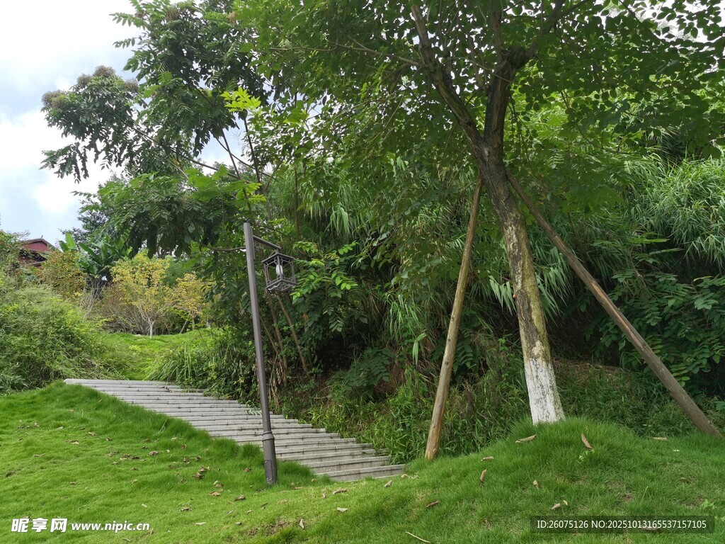 林間小徑綠意盎然的自然景