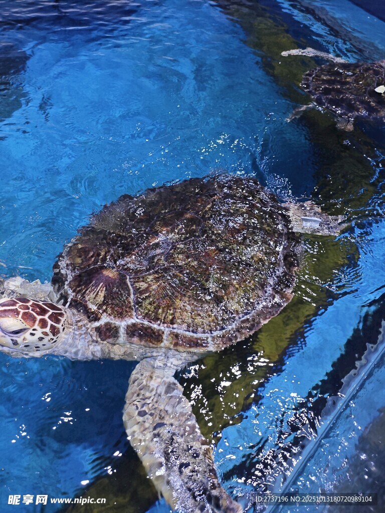 大海龜