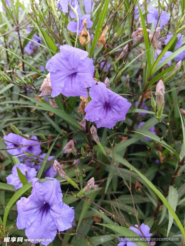 紫色小花綻放于草叢間
