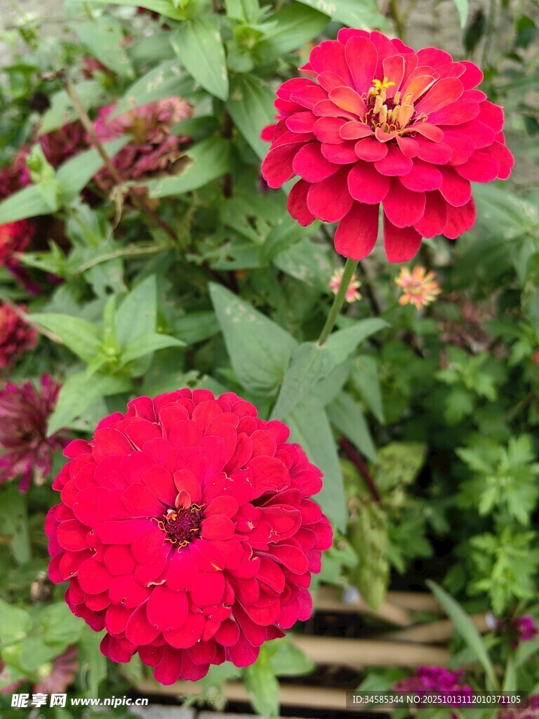 鮮艷紅色百日菊綻放