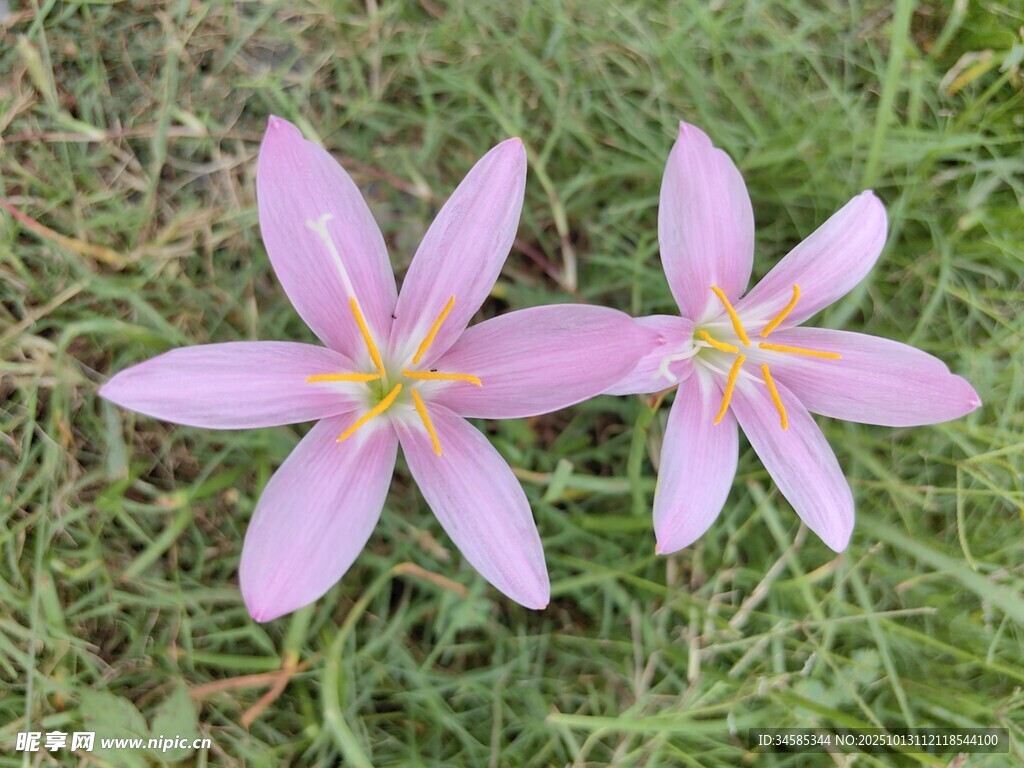 草地上的兩朵粉色小花
