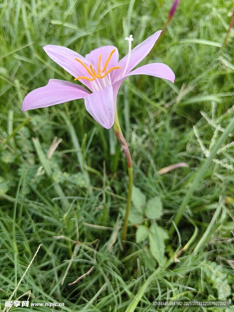 草叢中的粉色單瓣百合花