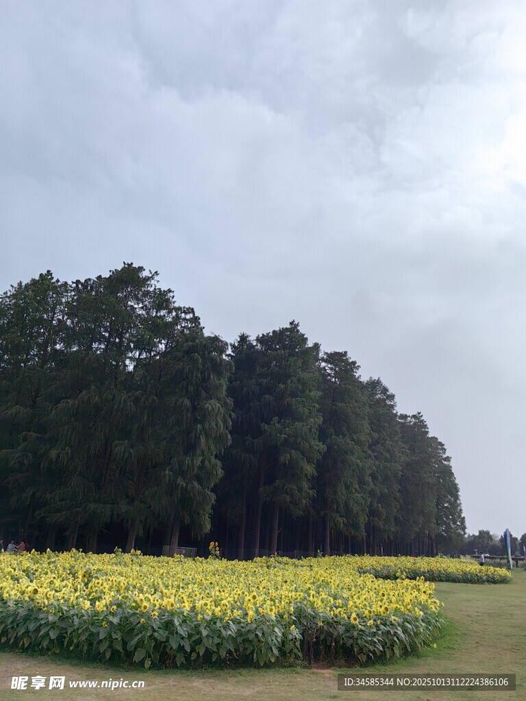 田野間的黃花綠樹美景