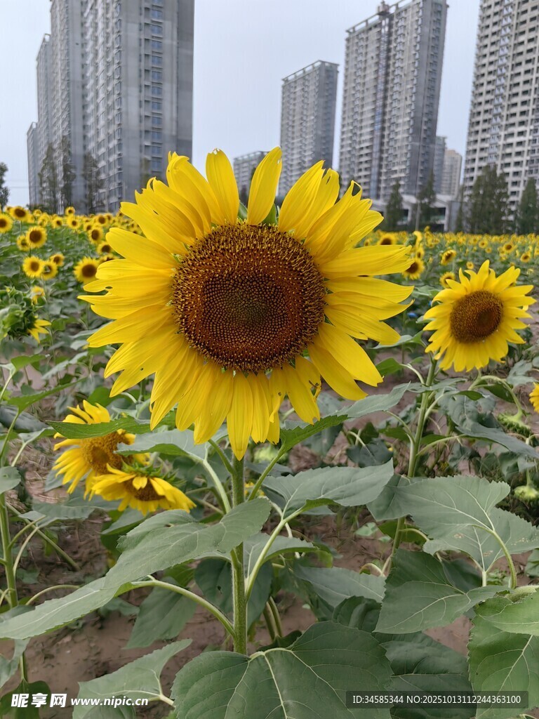 向日葵花海與城市建筑