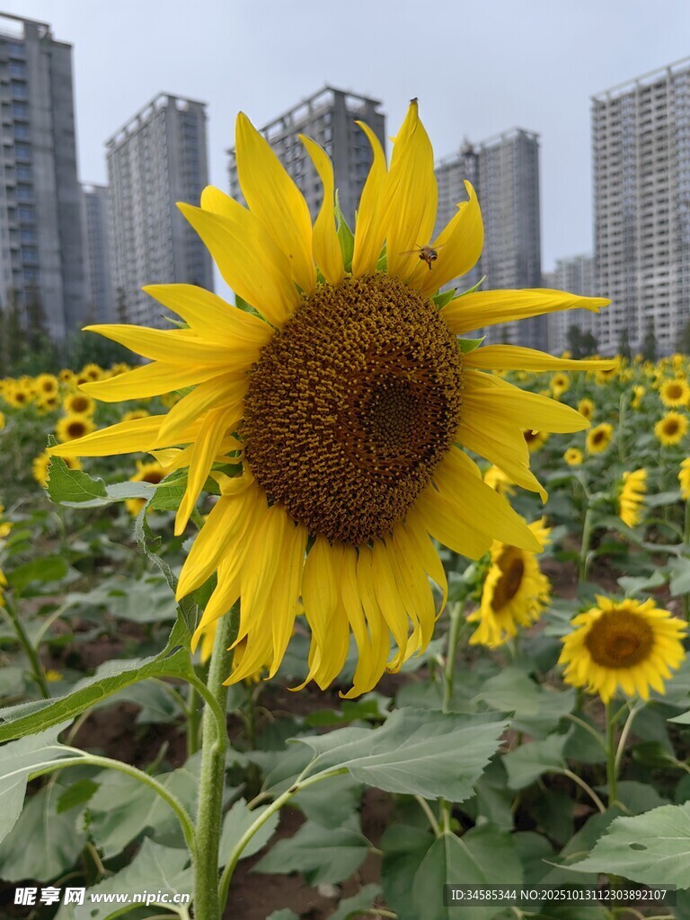 向日葵花海與城市背景