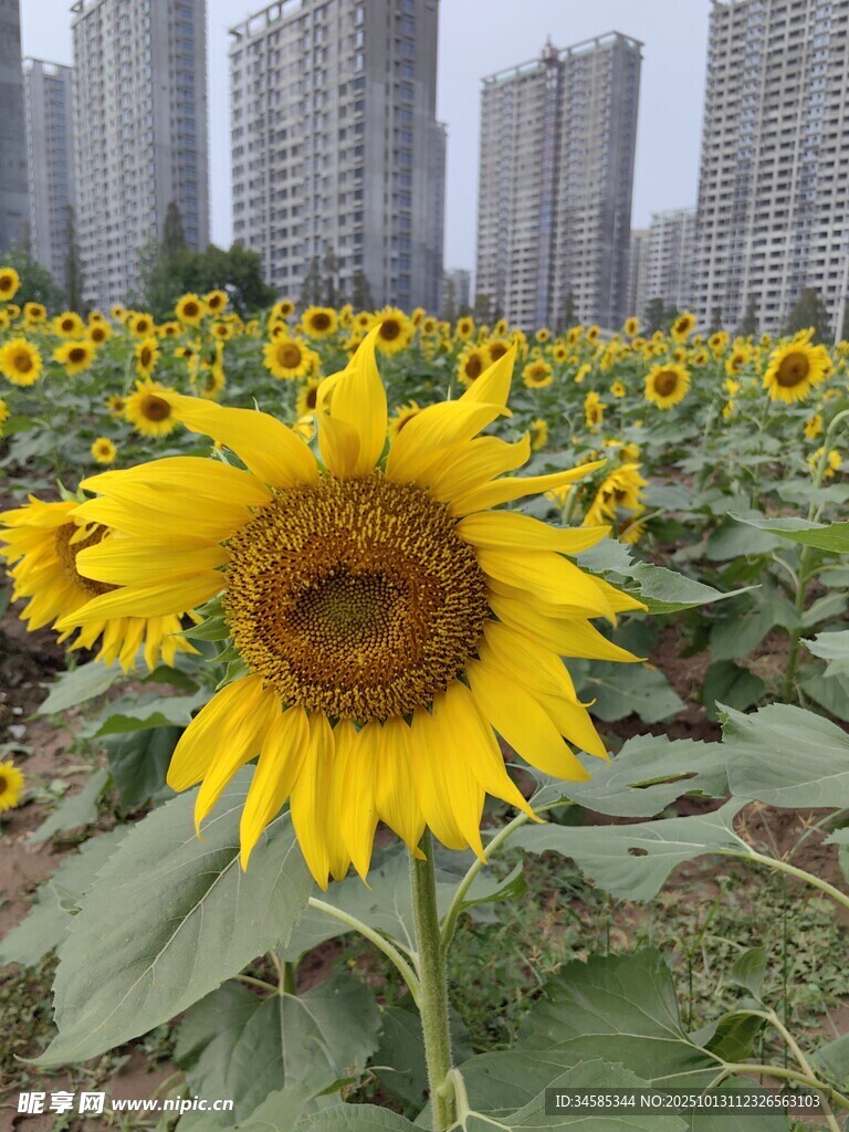 城市邊的向日葵花海