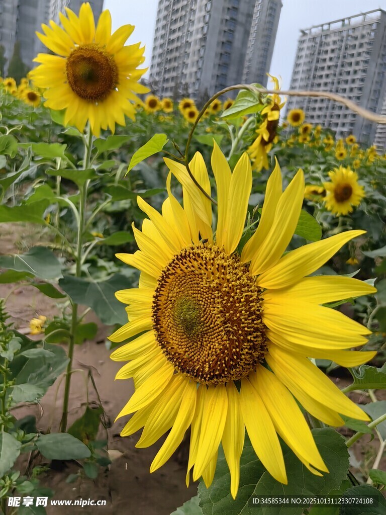 向日葵花海綻放城市邊