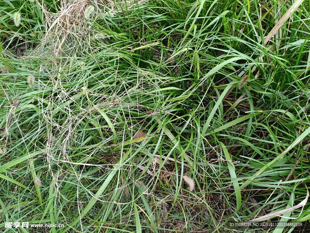 翠綠茂盛的草地景象