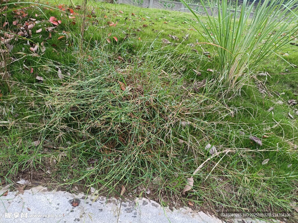 草地邊的植物景觀