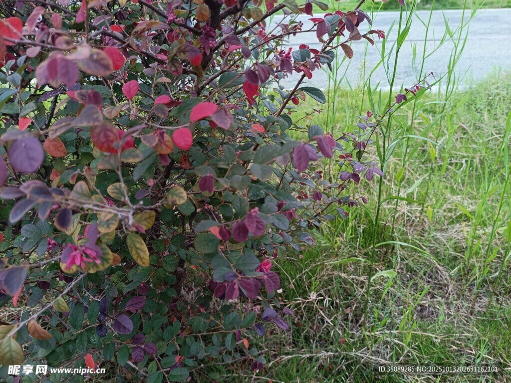 多彩植物與水邊景致
