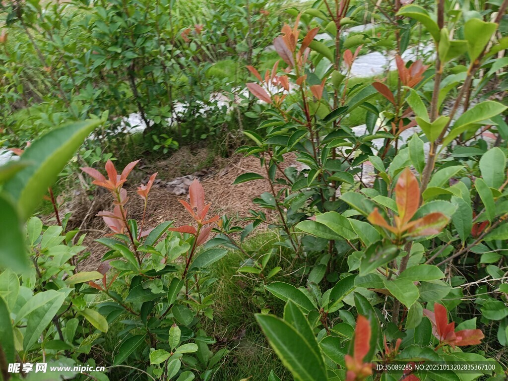繁茂綠植間的多彩花卉