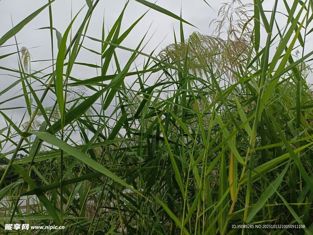 田野中的茂盛綠色植物