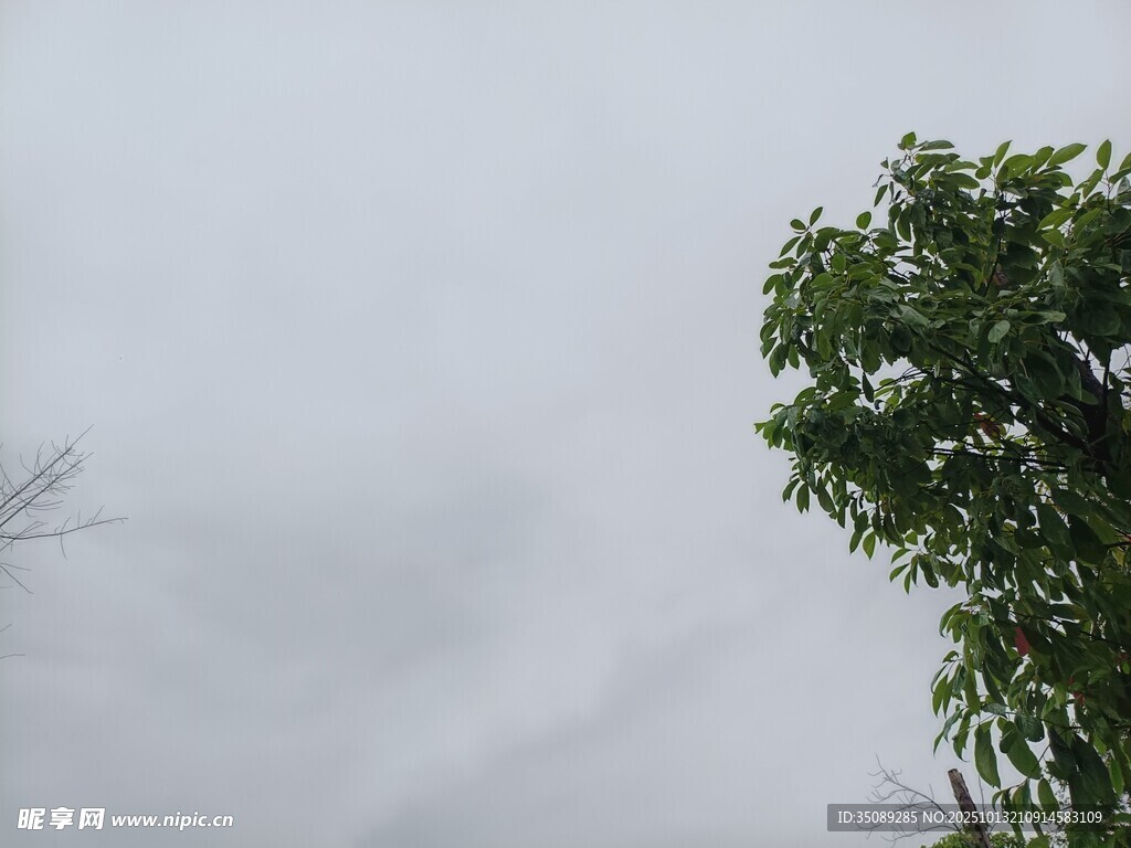 陰天中的蔥郁綠樹