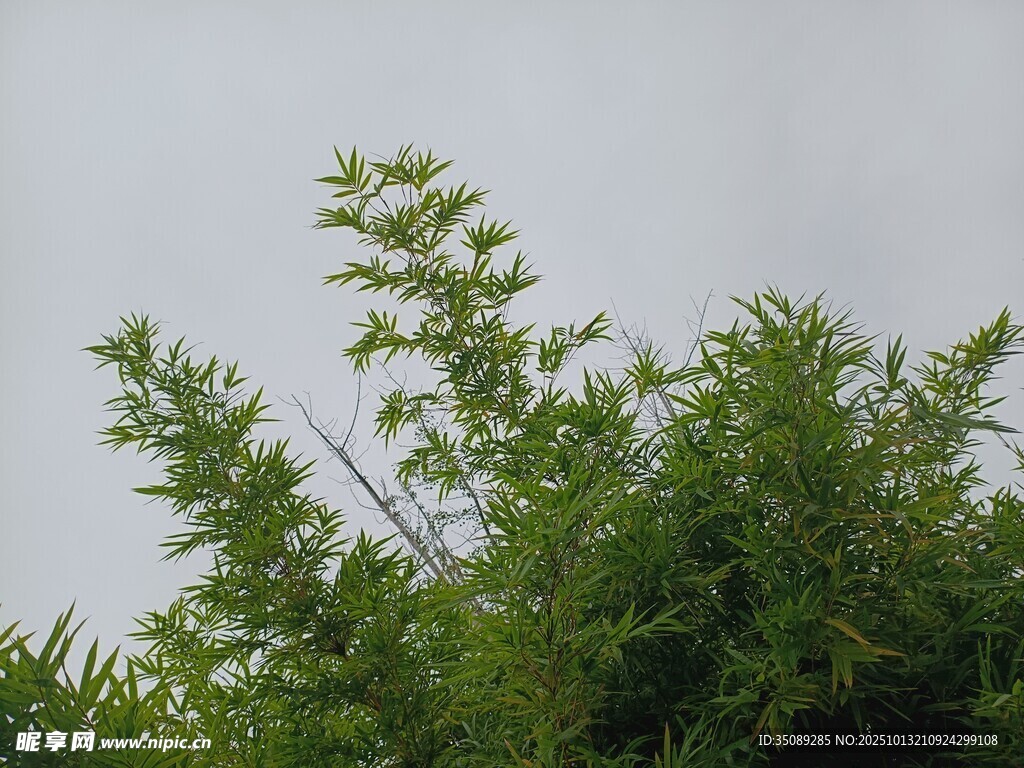 翠綠枝葉在灰白天空下