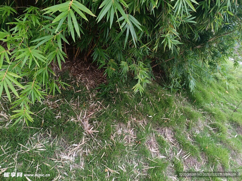 綠葉覆蓋的草地景象