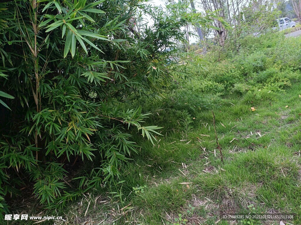 野外綠植叢生的自然景象