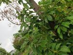 繁茂綠植生機盎然