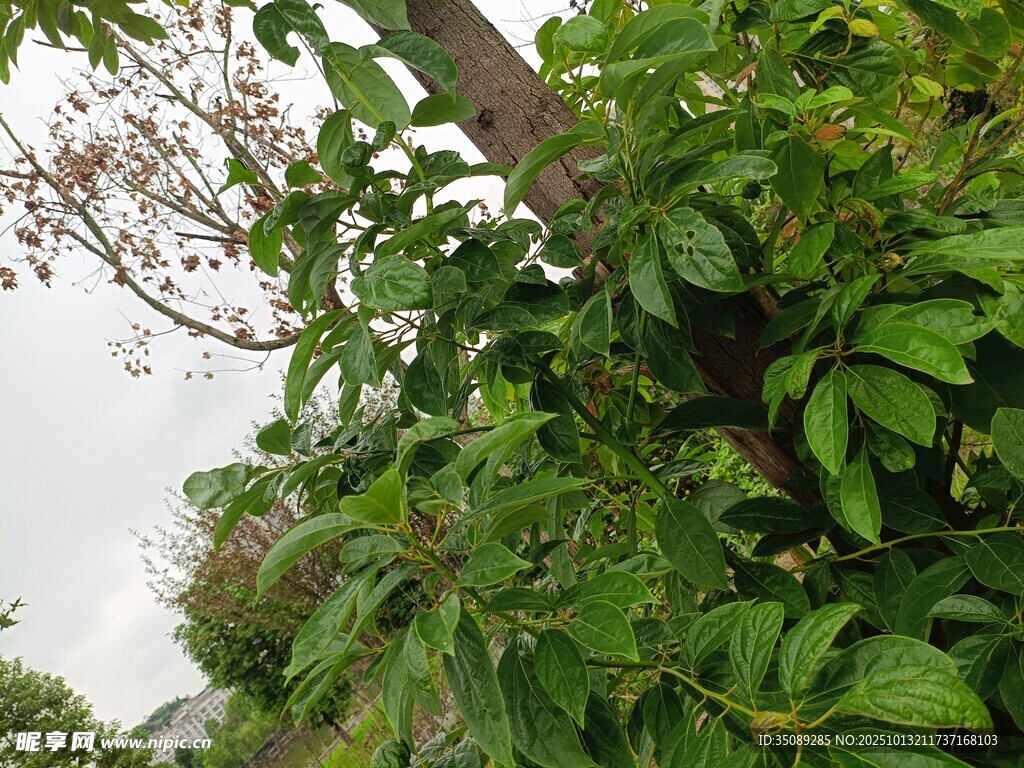 繁茂綠植生機(jī)盎然