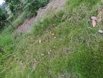 戶外草地場景