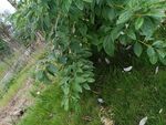 綠葉繁茂的小徑旁植物