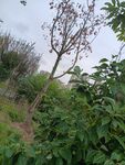 野外樹木與繁茂綠植景象