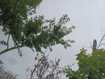 樹梢上的天空與枝葉