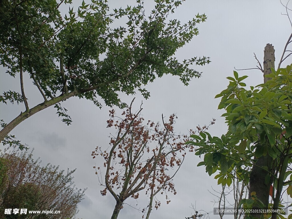戶外樹木景觀