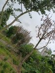 戶外綠植景觀