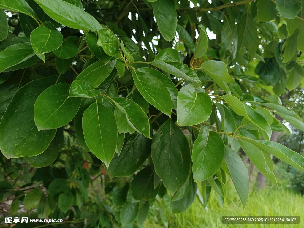 翠綠繁茂的樹葉特寫