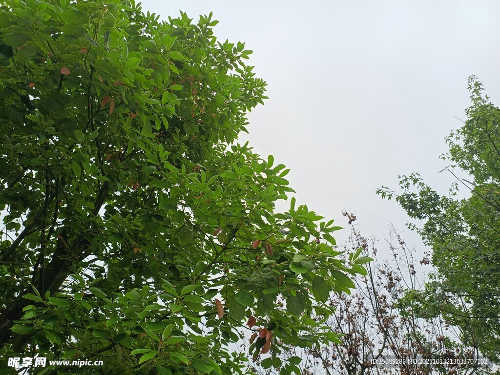 綠葉繁茂的樹冠景象