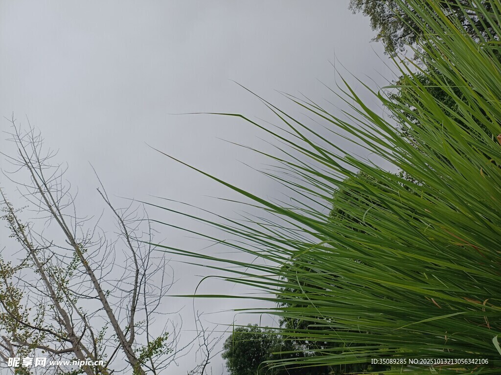 翠綠草叢與光禿枝干