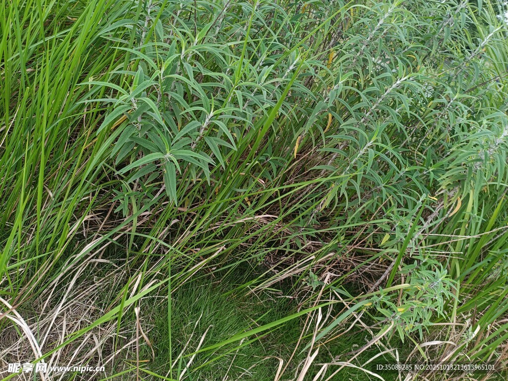茂密草叢中的綠色植物