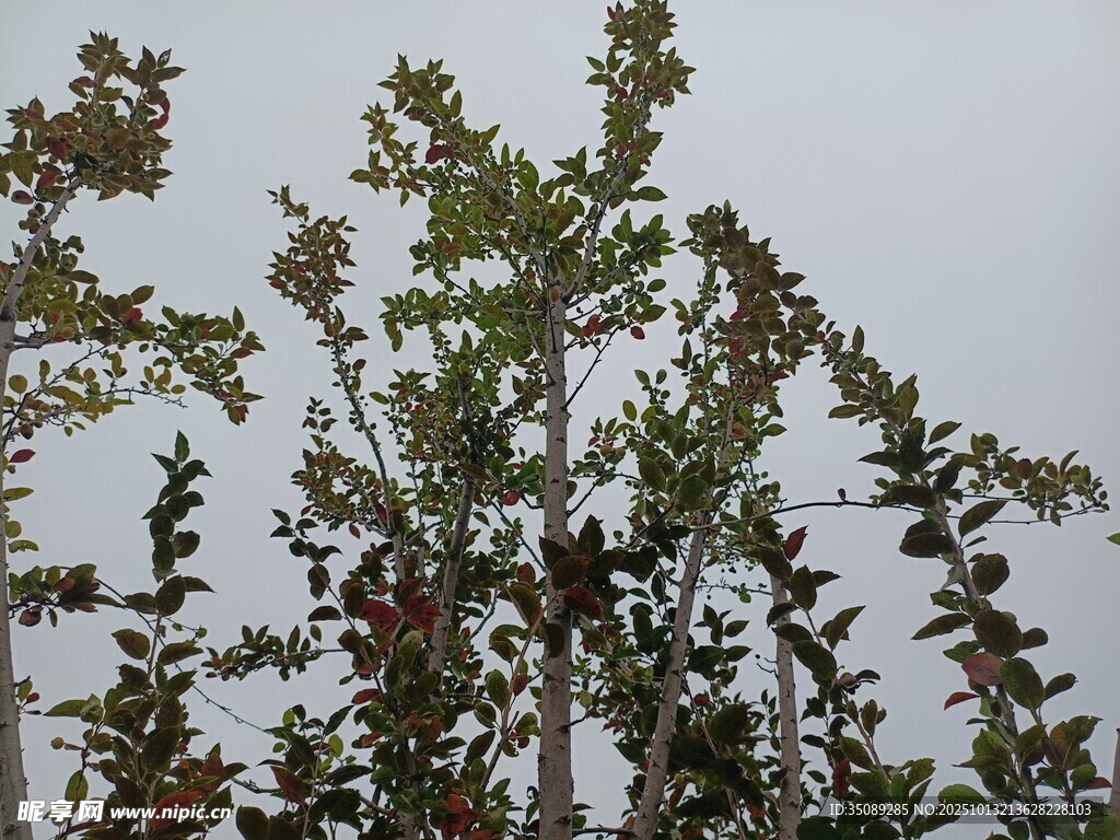 枝頭綠葉與果實
