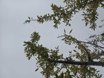 枝頭綠意
