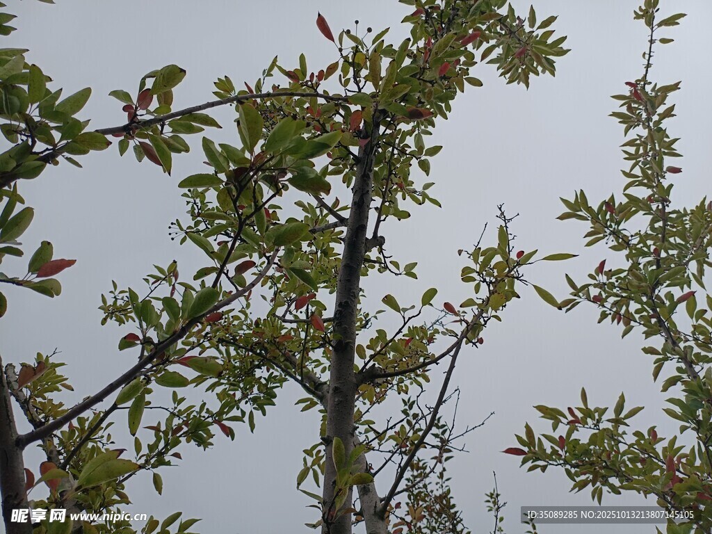 枝頭綠葉展生機(jī)