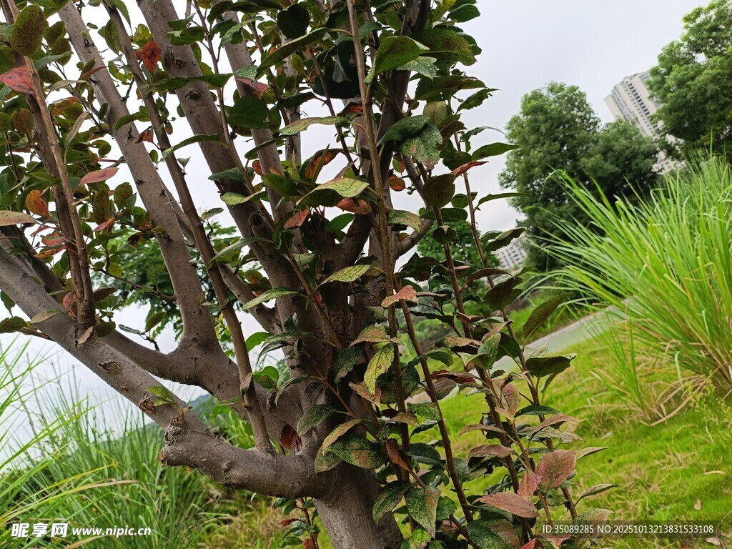 枝繁葉茂的綠植景觀