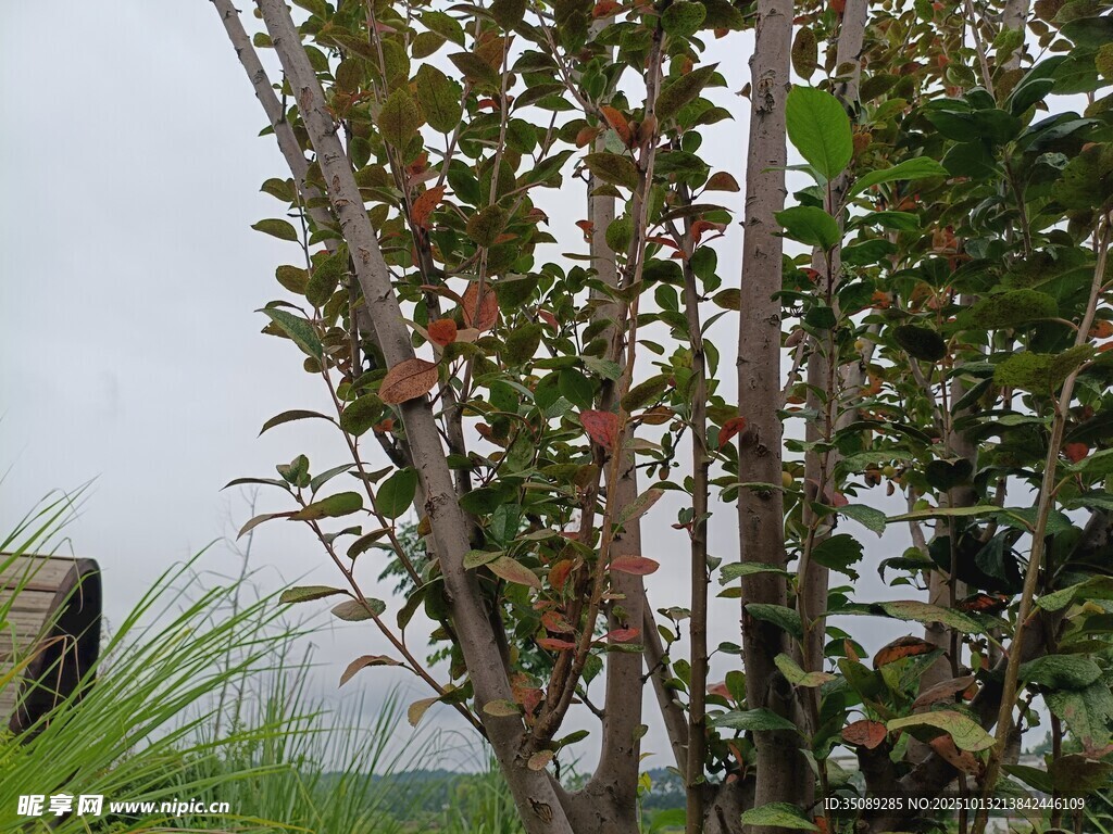 帶果實(shí)的綠植特寫