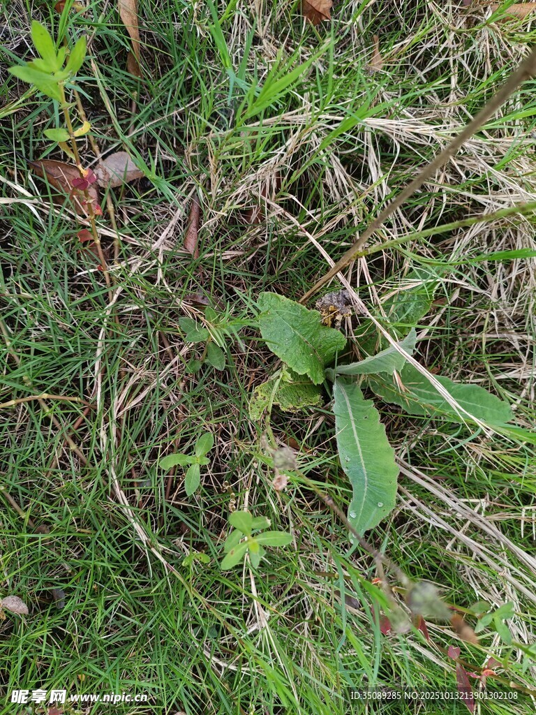 草叢中的綠色植物景象