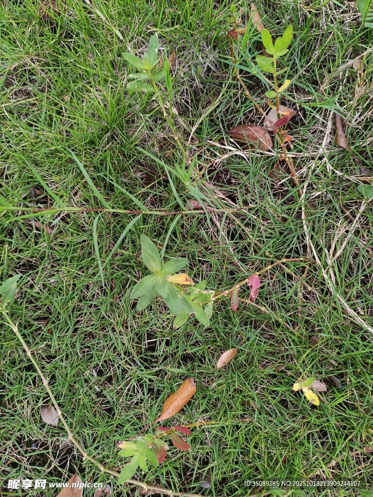 地面上的綠草與零星枯葉