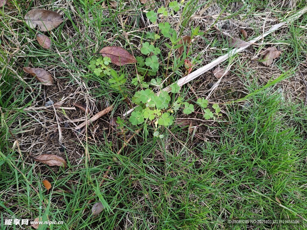 地面上的雜草與枯枝