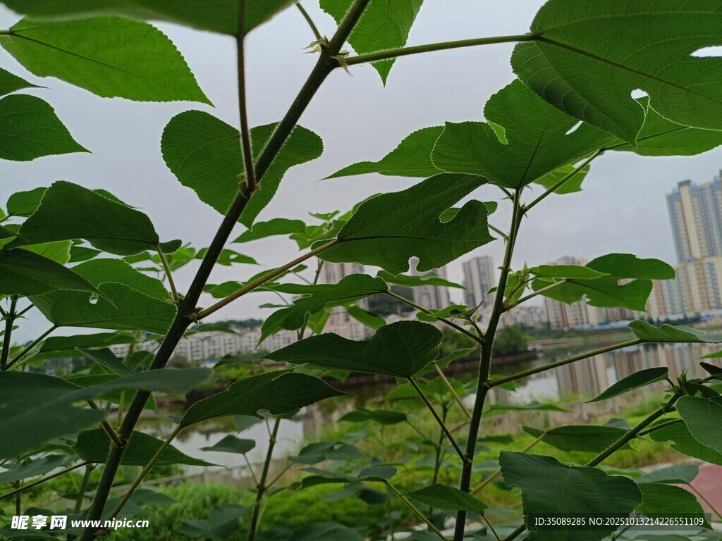 綠葉間的城市景致