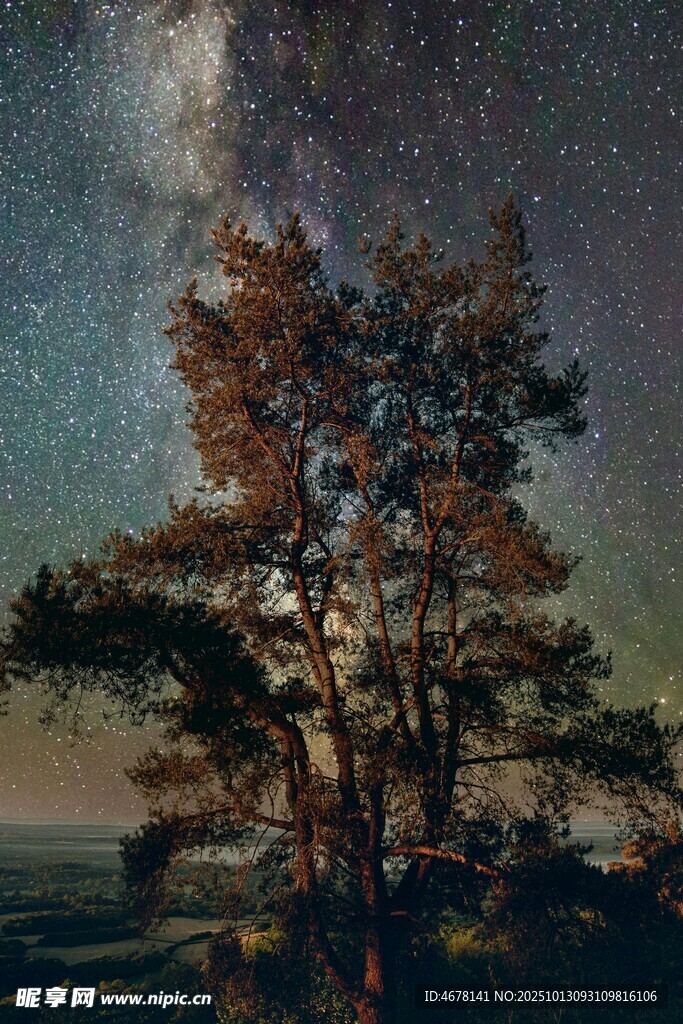星空下的樹木美景