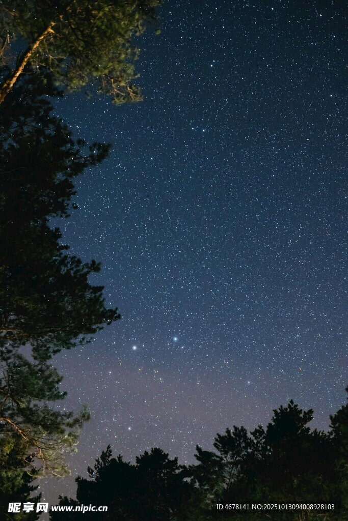 夜空下的樹林與閃爍繁星