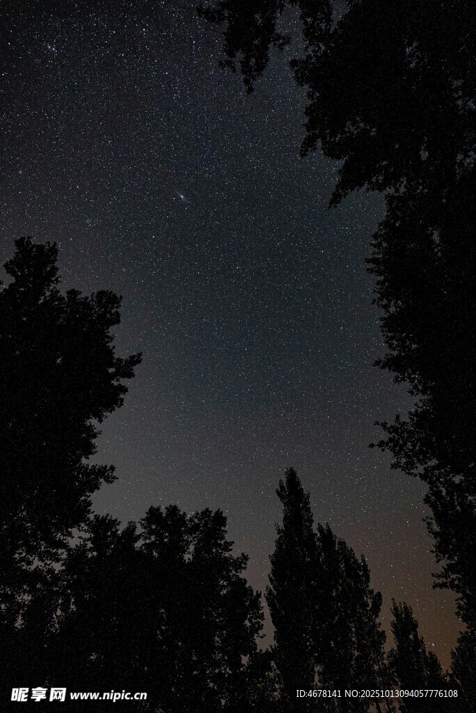 夜空下的樹木剪影