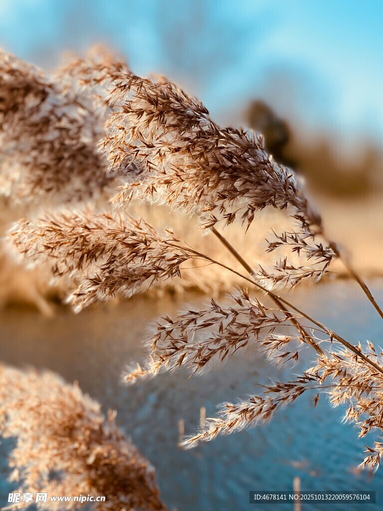 秋日湖邊蘆葦美景