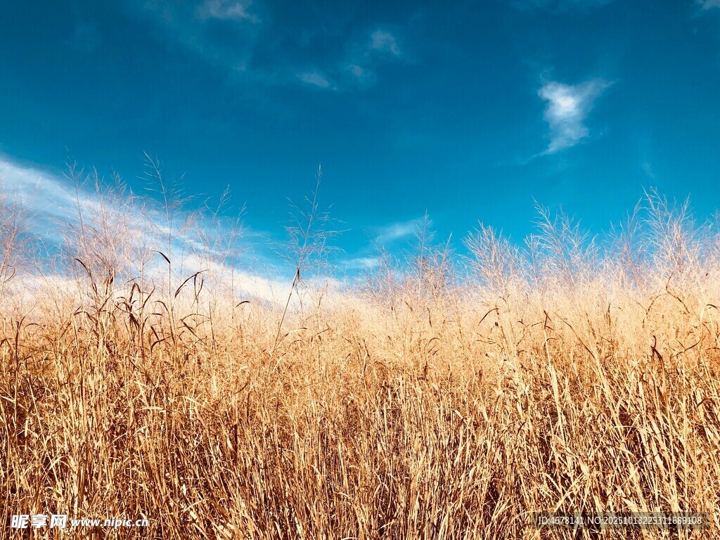 金黃草地映襯藍天美景