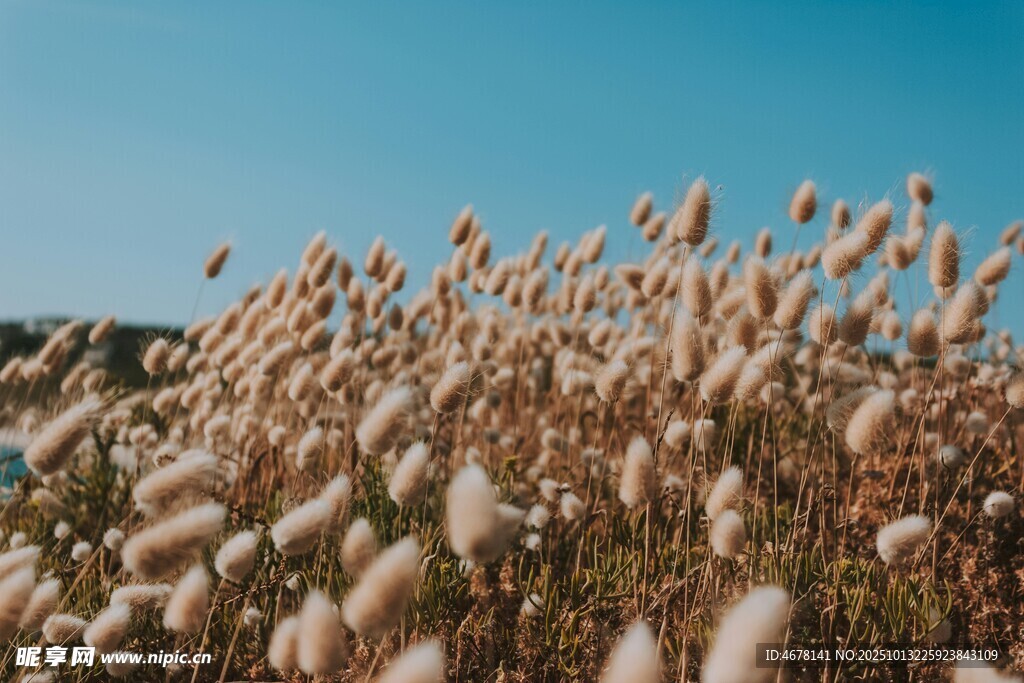 秋日蓬松蒲葦綻放美景