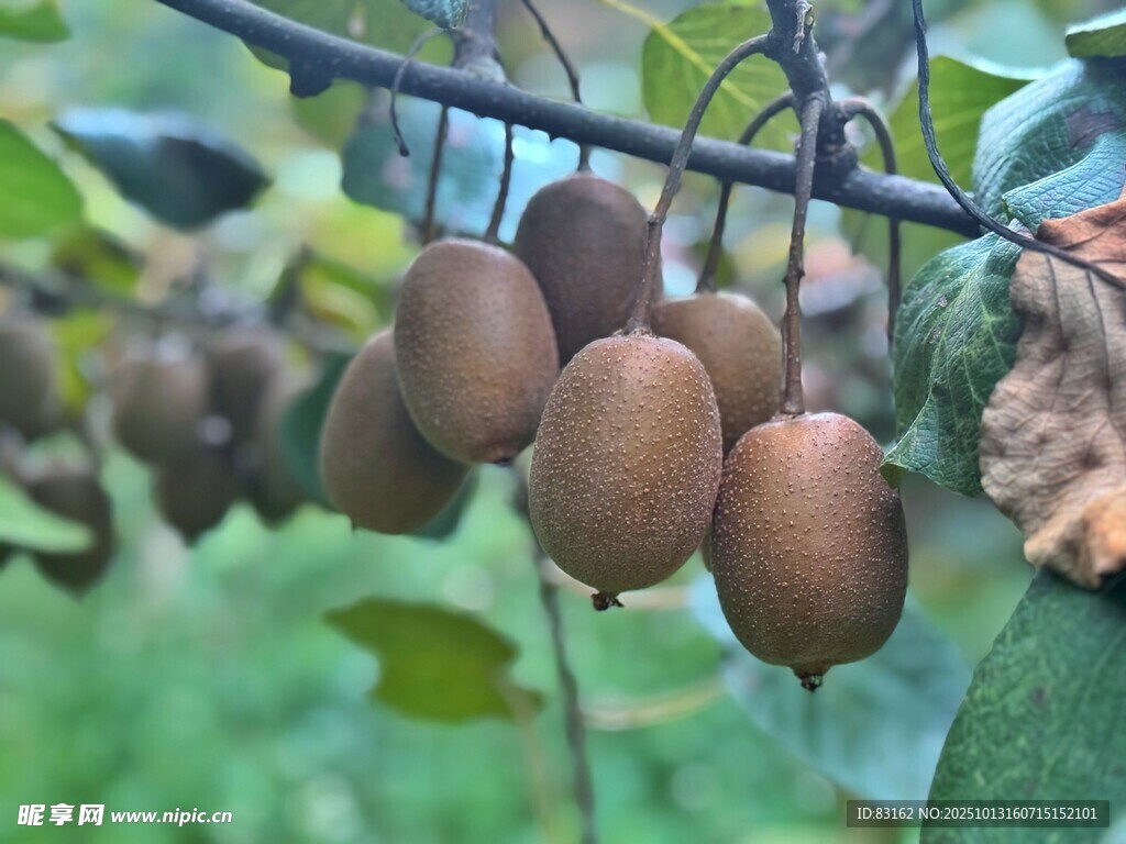 枝頭掛著的飽滿獼猴桃